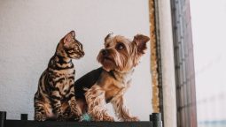 When is the Right Time to Take Your Pet to a Vet Clinic?